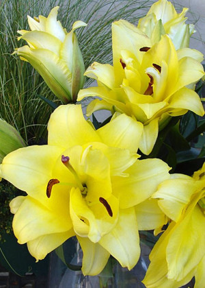 Lilia orientalna 'Exotic Sun' (Lilium orientalis) cebulki kwiatowe, rozmiar 22+, żółte / w odcieniu żółtym