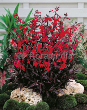 Lobelia lśniąca ‘Queen Victoria’ (Lobelia fulgens) pojemnik P13 (doniczka 13x13x13cm), czerwone / w odcieniu czerwonym