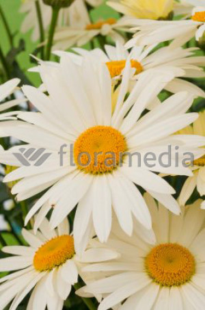 Złocień 'Banana Cream' (Leucanthemum x superbum) pojemnik C2 (doniczka okrągła 2 litrowa), żółte / w odcieniu żółtym