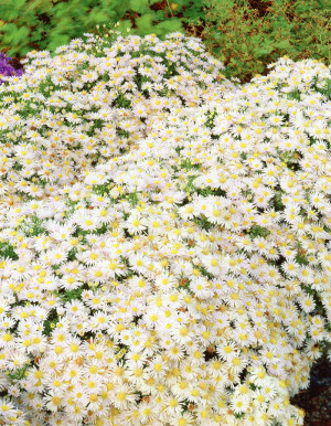 Aster bylinowy 'Niobe' () sadzonka korzeniowa, 1 szt., białe / w odcieniu białym
