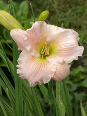 Liliowiec 'Barbara Mitchell' (Hemerocalis) pojemnik C2 (doniczka okrągła 2 litrowa), różowe / w odcieniu różowym