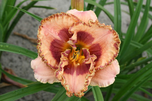 Liliowiec 'Beachy Keen' (Hemerocalis) sadzonka korzeniowa, czerwone / w odcieniu czerwonym, kwiaty dwubarwne, pomarańczowe / w odcieniu pomarańczowym