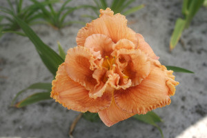 Liliowiec 'Jerry Pate Williams' (Hemerocallis hybrida) sadzonka korzeniowa, pomarańczowe / w odcieniu pomarańczowym