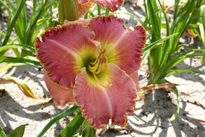Liliowiec 'Singular Sensation' (Hemerocallis hybrida) sadzonka korzeniowa, różowe / w odcieniu różowym, żółte / w odcieniu żółtym, kwiaty dwubarwne