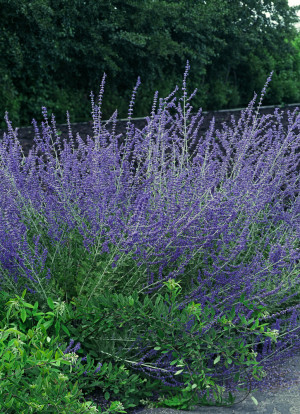 Perowskia 'Blue Spire' (Perovskia 'Blue Spire') pojemnik C2 (doniczka okrągła 2 litry), niebieskie / w odcieniu niebieskim, fioletowe / w odcieniu fio