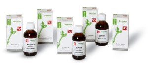 Fitomedical Sequoia (Sequoia gigantea (Lindl.) Dec.) gemmoderivato
