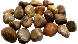 Bois fossilisé