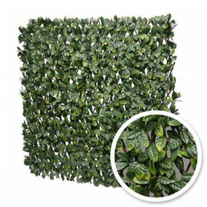 Treillis extensible Laurier Amande : 1m x 3m