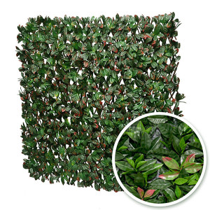 Treillis extensible Photinia : 1m x 2m