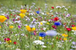 Bild Fensterfolie - Sommerwiese oder mit Eigenem Foto