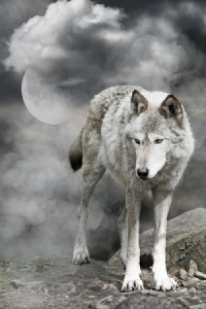 Foto auf Fensterfolie - Nebelwolf oder mit Eigenem Foto