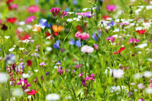 Foto auf Fensterfolie - Blumenwiese oder mit Eigenem Foto