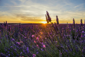 Fensterfolie - Lavendel 7 oder mit Eigenem Foto