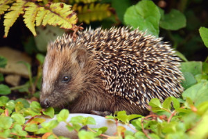 Bild auf Fensterfolie - Igelchen oder mit Eigenem Foto