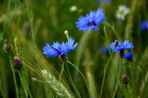 Wunschbild als Fensterfolie - Kornblumen In Einem Kornfeld oder mit...