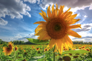 Bild auf Fensterfolie - Sonnenblumen oder mit Eigenem Foto