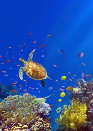 Wunschmotiv auf Fensterfolie - Sealife Hochformat oder mit Eigenem ...
