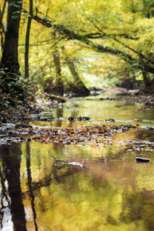 Wunschbild als Fensterfolie - Herbstspaziergang oder mit Eigenem Foto