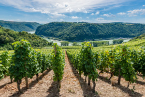 Foto auf Fensterfolie - Weinreben Im Loreleytal 75 oder mit Eigenem...