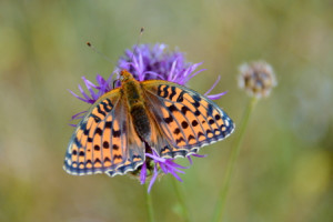 Bild auf Fensterfolie - Märzveilchenfalter oder mit Eigenem Foto