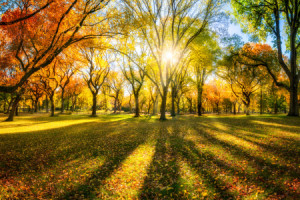 Bild Fensterfolie - Bunter Herbstwald Im Sonnenlicht oder mit Eigen...