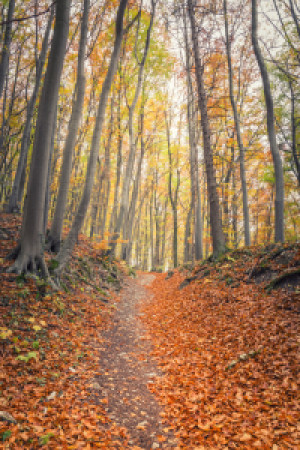 Wunschbild Fensterfolie - Wald Im Herbst oder mit Eigenem Foto