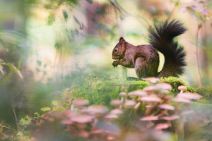 Bild auf Fensterfolie - Eichhörnchen Im Herbstwald oder mit Eigenem...