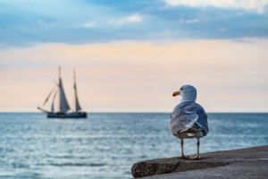 Motiv als Fensterfolie - Segelschiffundmöweaufderhansesailinrostock...