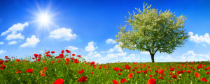 Wunschbild als Fensterfolie - Einsamer Baum Auf Einem Feld Mit Mohn...