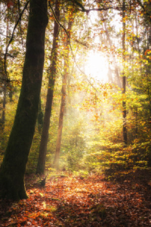 Bilder Fensterfolie - Leuchtender Herbst Im Wald oder mit Eigenem Foto