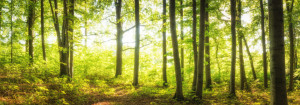 Bild auf Fensterfolie - Licht Im Sommerlichen Wald oder mit Eigenem...