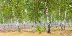 Bild Fensterfolie - Birkenwald Und Blühende Heide oder mit Eigenem ...