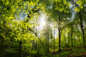Fotos Fensterfolie - Grüner Wald Mit Schönem Sonnenlicht oder mit E...