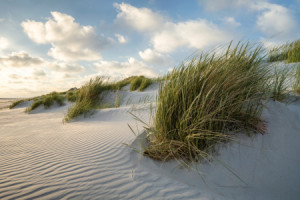 Fensterfolie - Strandhafer Am Dünenstrand oder mit Eigenem Foto