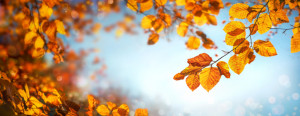 Wunschmotiv als Fensterfolie - Herbstblätter Auf Blauem Himmel oder...