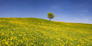 Foto Fensterfolie - Löwenzahnwiese Im Ostallgäu oder mit Eigenem Fo...