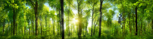 Wunschbild Fensterfolie - Extra Breites Waldpanorama Mit Sonnenstra...