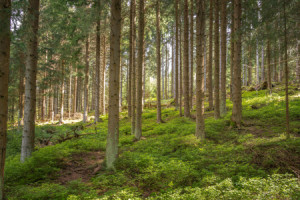 Wunschbild Fensterfolie - Magische Wald oder mit Eigenem Foto