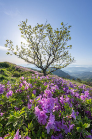 Motiv auf Fensterfolie - Azaleen Im Frühling oder mit Eigenem Foto