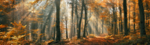 Wunschmotiv Fensterfolie - Schöne Herbststimmung In Einem Nebligen ...