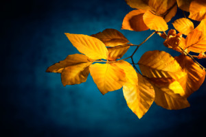 Fotos Fensterfolie - Gelbe Buchenblätter Im Herbst Auf Dunkelblau o...