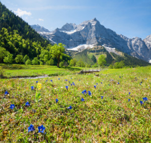 Fensterfolie - Enzianwiese In Der Eng Karwendelgebirge oder mit Eig...