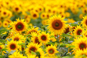 Fensterfolie - Sonnenblumenfeld oder mit Eigenem Foto
