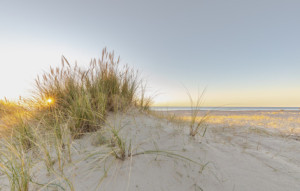 Motiv als Fensterfolie - Sonne Im Strandhafer oder mit Eigenem Foto