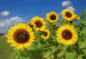 Wunschmotiv Fensterfolie - Sonnenblumen oder mit Eigenem Foto