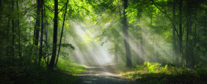Motiv Fensterfolie - Landschaftspanorama Von Sonnenstrahlen Im Wald...