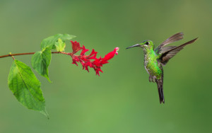Motiv als Glas-Schneidebrett - Grünstirn-Brillantkolibri oder mit E...