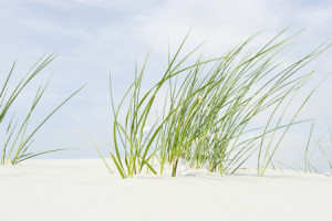 Motiv auf Glas-Schneidebrett - Strandhafer Quer oder mit Eigenem Foto