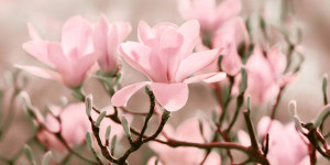 Wunschmotiv als Glas-Schneidebrett - Magnolie oder mit Eigenem Foto