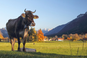 Glas-Schneidebrett - Kuh Im Allgäu oder mit Eigenem Foto